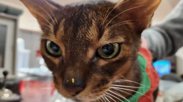 ふりかけとアビシニアン