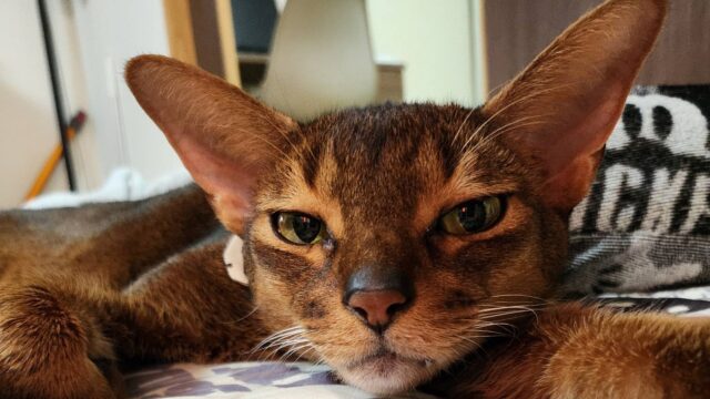 じっと見てるアビシニアン