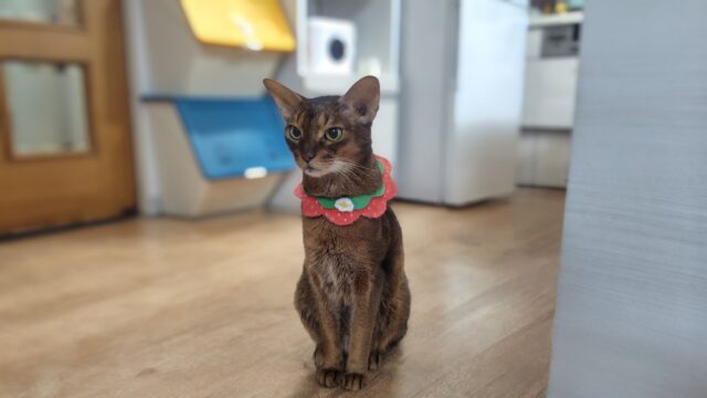 古代エジプトの猫？アビシニアン