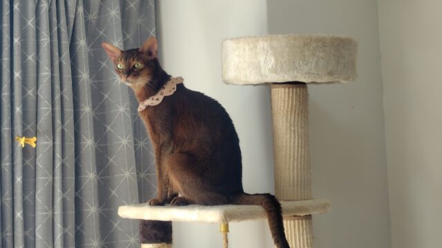 キャットタワーの上から警備するアビシニアン