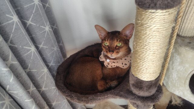 ハンモックでリラックスするアビシニアン