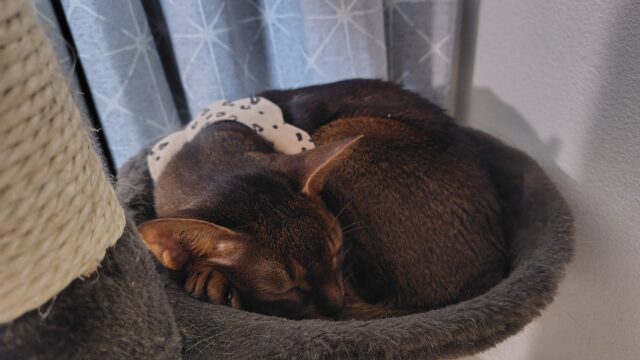 ハンモックで眠るアビシニアン