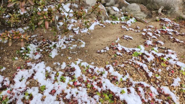 それほど積もりはしない高松の雪