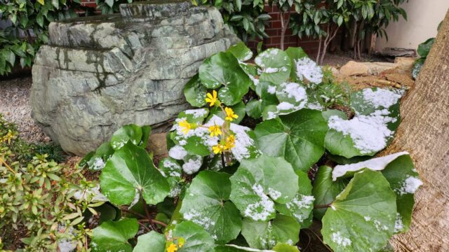 高松の雪。葉に積もる