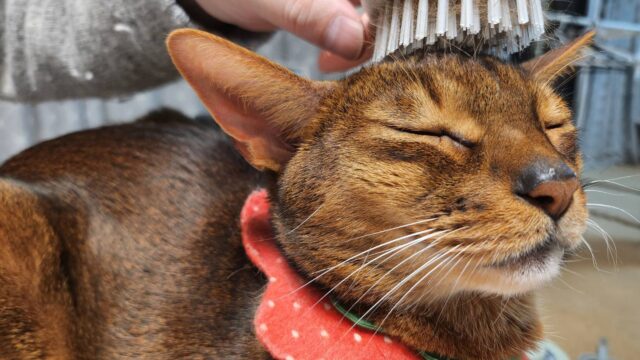 ブラッシングが気持ちいいアビシニアン