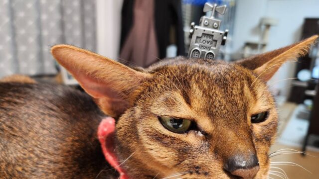 「YOU LOVE YOU」なアビシニアン