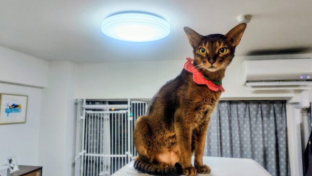 神様だった頃を思い出しているアビシニアン