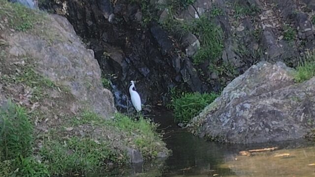 栗林公園の鳥