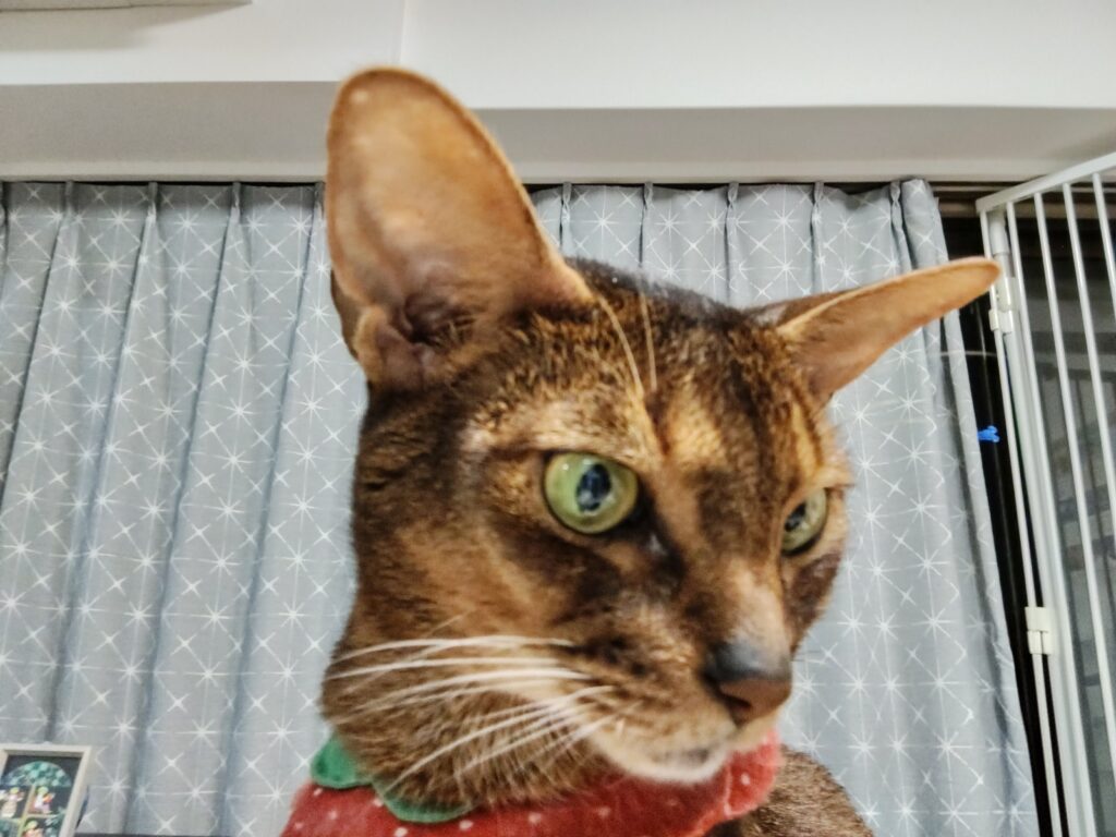 アビシニアン