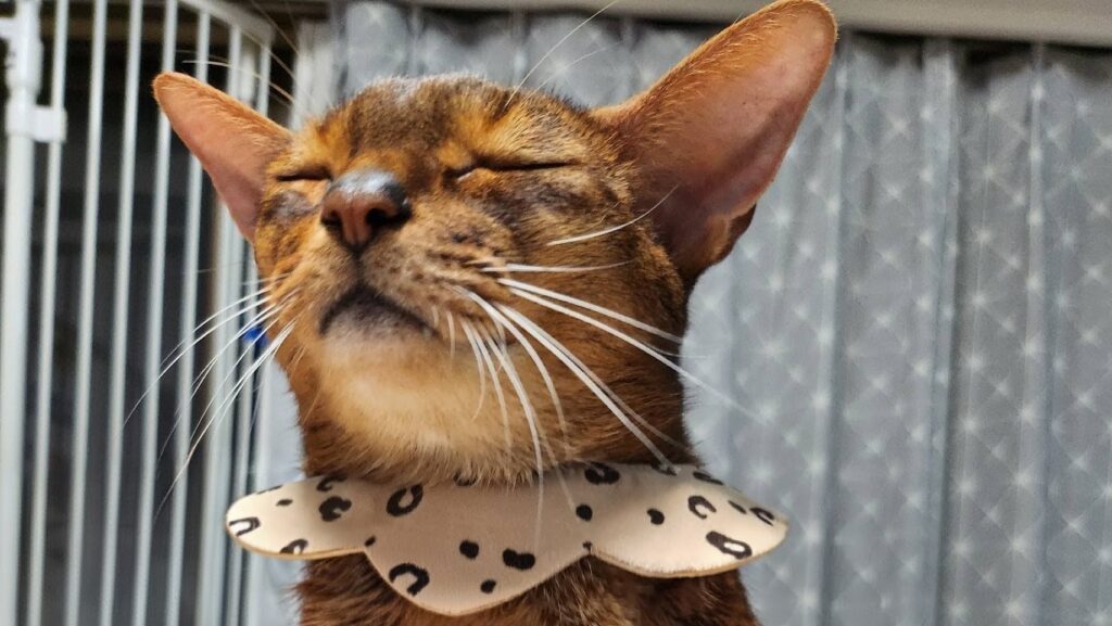 満足気なアビシニアン
