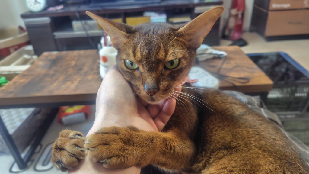 甘えるアビシニアン