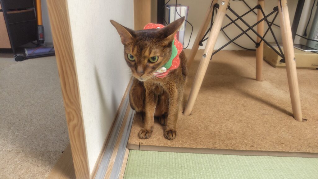 宅建勉強の監督猫